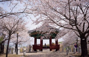 jinhae