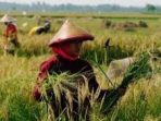 pertanian padi