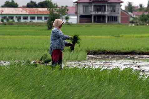 PKS Minta Pemerintah Berani Setop Impor Pangan