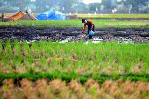 ACARA HKTI: Festival Tani Nusantara Pertemukan Investor Dan Pemuda Petani