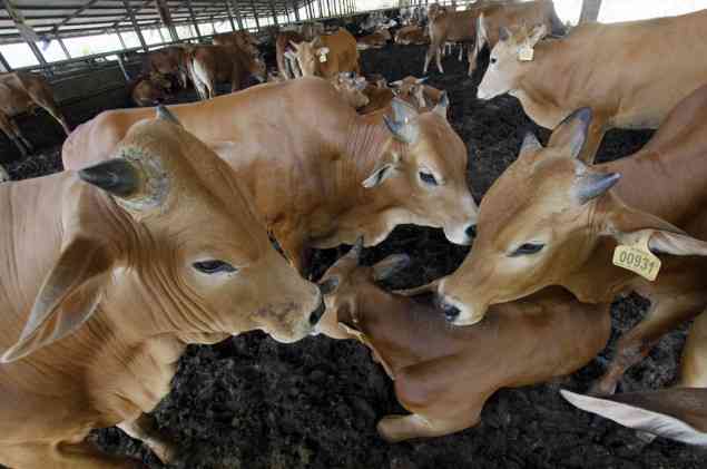 Pemerintah Akan Impor 700 Ribu Ekor Sapi Bakalan Hingga Akhir 2017