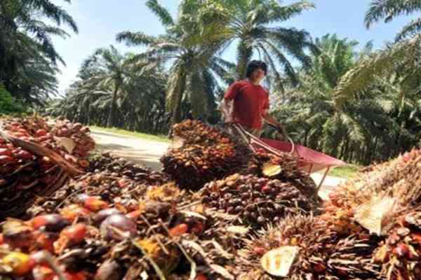 Sawit Diusulkan Jadi Tanaman Hutan