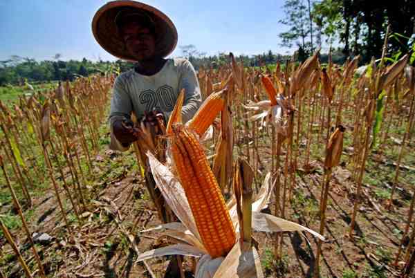 Produksi Jagung 2017 Diyakini 3,5 Juta Ton