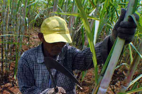 Rendemen Tebu Petani Di Jember Turun