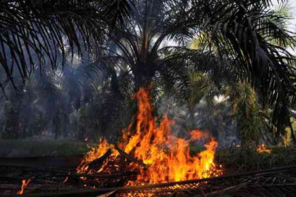 DPRD Riau Sesalkan Polda SP3 15 Perusahaan Pembakar Hutan