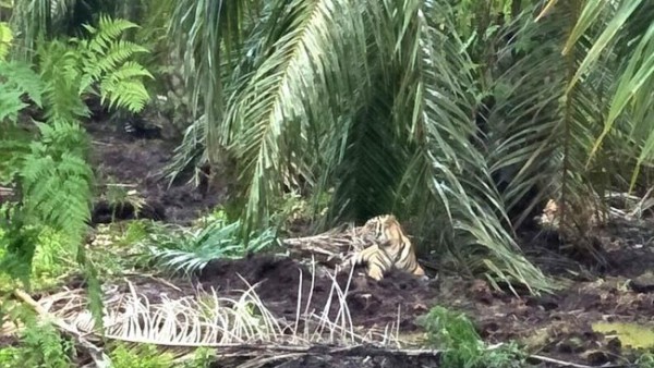 Harimau Sudah Makan 2 Korban di Inhil, DPRD Riau: Keselamatan Warga Harus Diutamakan