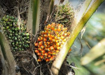 Harga CPO Melemah, Pasar Tunggu Data Ekspor dan Produksi Malaysia