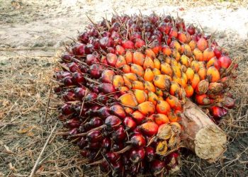 Harga CPO Turun, Tertekan Oleh Ekspor Lemah dan Sentimen Global Negatif