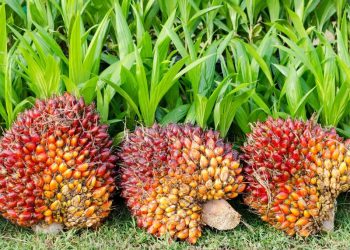Harga CPO Kembali Melemah, Pelaku Pasar Tunggu Data Ekspor