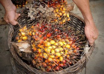 Harga CPO Naik Dipicu Permintaan India dan Kenaikan Harga Minyak Kedelai