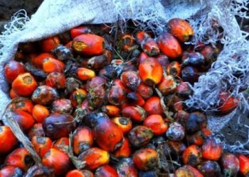 Kehilangan Potensi 1,6 Juta Ton Bioetanol dari Limbah Sawit