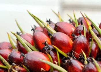 Harga CPO Diperkirakan Turun Akibat Produksi Tinggi dan Permintaan Lemah