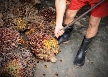 Kehilangan Potensi 1,6 Juta Ton Bioetanol dari Limbah Sawit