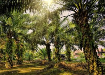 Harga CPO Diprediksi Turun Pekan Depan, Produksi Naik Permintaan Melemah