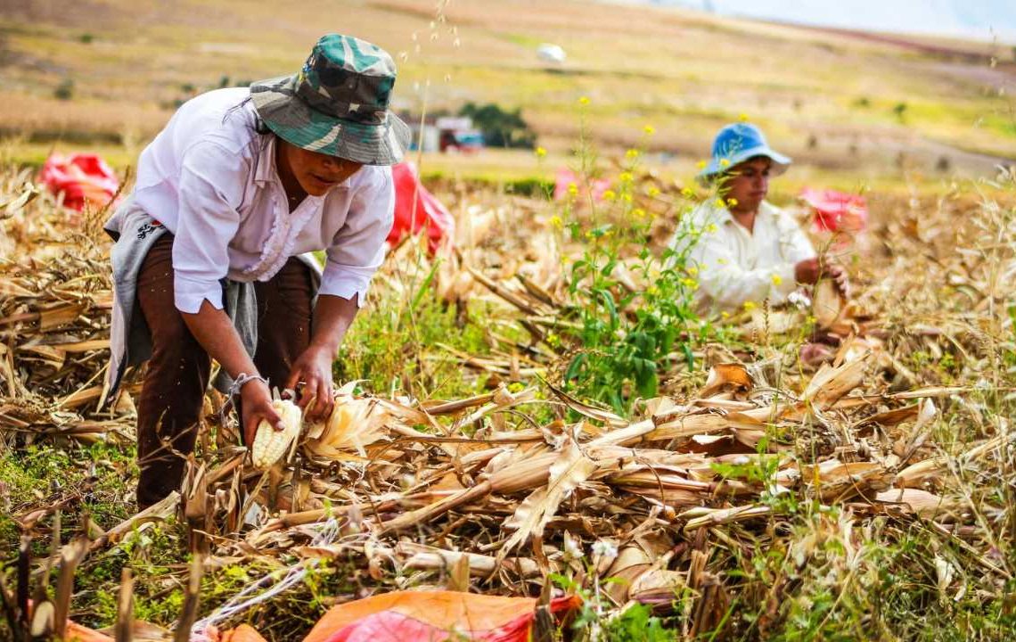 BRIN Dorong Inovasi Pangan dan Pertanian Presisi untuk Ketahanan Pangan Global