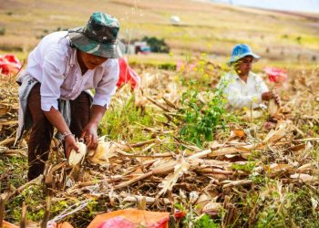 BRIN Dorong Inovasi Pangan dan Pertanian Presisi untuk Ketahanan Pangan Global