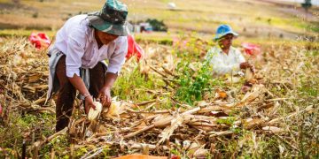 BRIN Dorong Inovasi Pangan dan Pertanian Presisi untuk Ketahanan Pangan Global