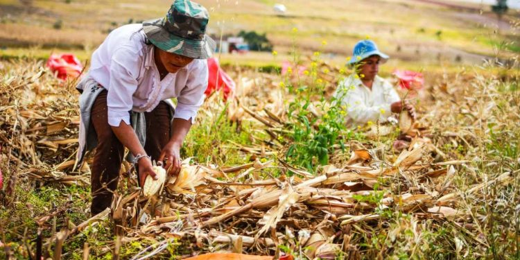 BRIN Dorong Inovasi Pangan dan Pertanian Presisi untuk Ketahanan Pangan Global