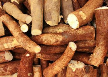 Tape Singkong dan Tape Ketan: Manfaat Kesehatan dari Fermentasi Tradisional