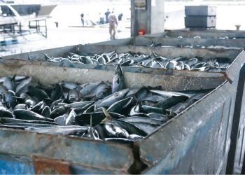 Tips Memilih Jenis Ikan Terbaik untuk Pertumbuhan Otak Anak