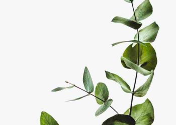 Daun Bidara: Tanaman Herbal yang Kaya Antioksidan dan Antimikroba