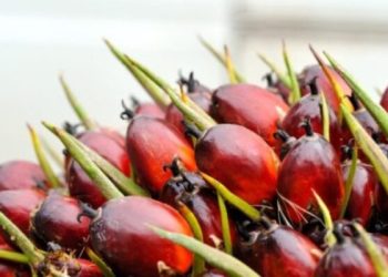 Harga CPO Kembali Melemah Akibat Ekspektasi Kenaikan Stok