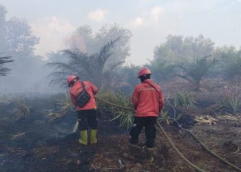 Tak Kenal Batas Konsesi, APHI-GAPKI Minta Respons Cepat Atasi Karhutla